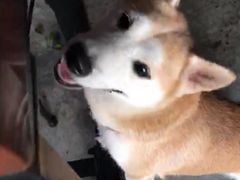 -柴犬高等学院·狗咖·柴犬售卖·宠物训练