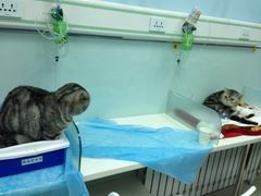 -纳吉亚猫专科动物诊疗中心(蒋宅口分院)