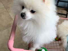 -汪说·狗咖(旺城大厦店)