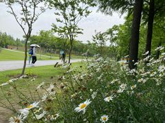 -上海长兴岛郊野公园