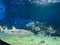 -上海海昌海洋公园