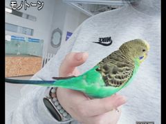 -怪兽屋·羊驼·猫咖·狗咖(俊华广场店)