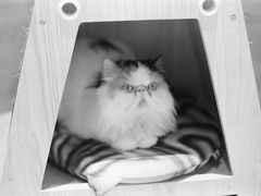 -啵啵喵·猫咖(攀华国际店)