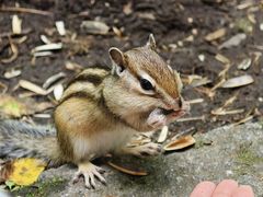 -五营红松林海景区