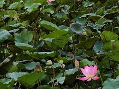 -荔湾湖公园