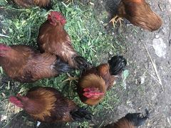 -小仙居·农家宴烤羊· 农庄
