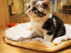-屋虎猫馆(宝安大仟里店)