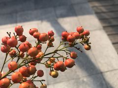 -白塘生态植物园