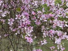 -广东花都湖国家湿地公园