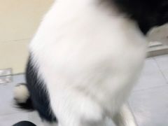 -宠福鑫康馨动物医院·骨科·眼科