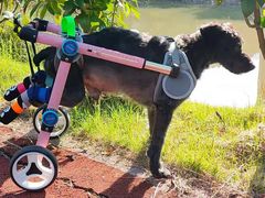 -爱侣宠医·鹦鹉专科·小型哺乳类·异宠专科(灵石路店)