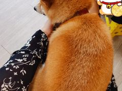 -柴犬高等学院·狗咖·柴犬售卖·宠物训练