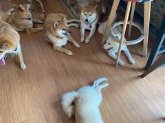 -柴犬高等学院·狗咖·柴犬售卖·宠物训练