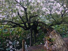 -杭州西湖风景名胜区-钱塘苏小小之墓