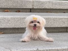 -瑞鹏宠物医院·骨科·猫科·内科(第一中心)