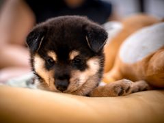 -逗柴咖啡屋·狗咖猫咖宠物桌游