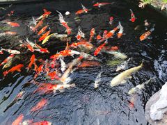 -顺德了能馆(虎门店)