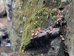 -藏龙百瀑风景区