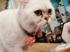-猫小院猫主题咖啡厅(北锣店)