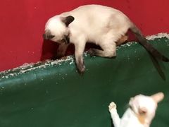 -猫色咖啡·猫咖