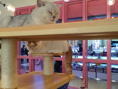 -喵匠猫主题咖啡(凯德和平广场店)
