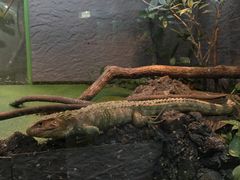 -上海大自然野生昆虫馆(东方明珠·爬宠昆虫探索中心)