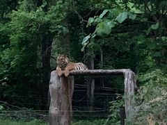 -清迈夜间动物园