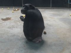 -石家庄市动物园