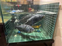 -黄山老妈·土菜(碧桂园店)