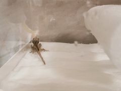 -酷以爬仙阁实体爬宠店·守宫·蜥蜴·专业繁育