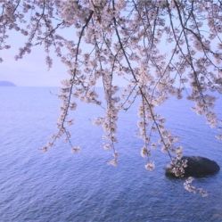 -薇兰专业脱毛连锁机构