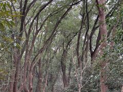 -上海佘山国家森林公园天马山园