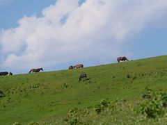 -新疆那拉提国家旅游度假区