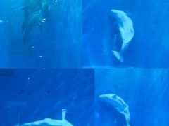 -华夏文旅西安度假区