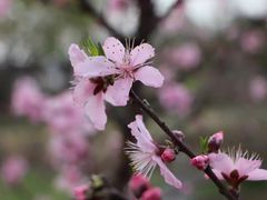 -田园东方蜜桃村的田野营地