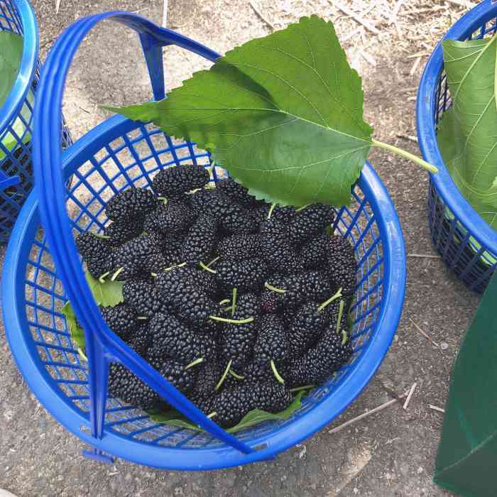 桑果园-"带小朋友来天宫庄园摘桑果 出发前买的门票."-大众点评移动版