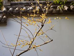 -无锡梅园公园
