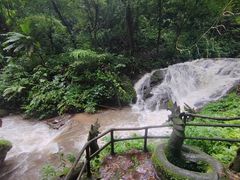 -莫里热带雨林景区