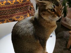 -喵屿·大理花园猫咖