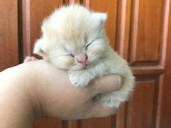 -和顺坊老北京铜火锅