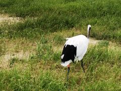 -盐城丹顶鹤湿地生态旅游区