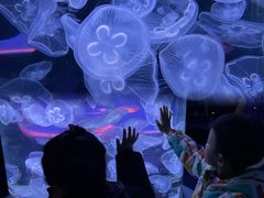 -芜湖新华联大白鲸海洋公园