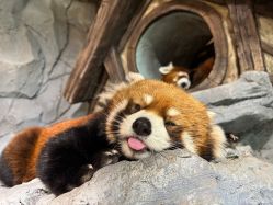 -Zoolung Zoolung动物主题公园(海信广场店)