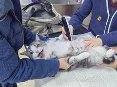 -美联众合动物医院·24h转诊中心