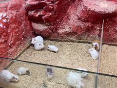 -上海大自然野生昆虫馆(东方明珠·爬宠昆虫探索中心)