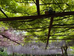 -嘉定紫藤园