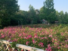 -昆山城市生态森林公园