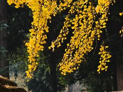 -温江公园