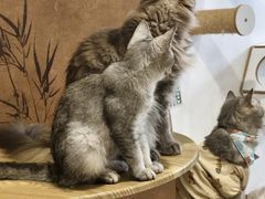 -楼上猫咖(罗湖店)