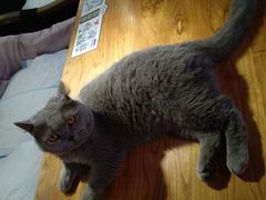 -more than meow吴止猫主题餐厅(承德 中船汇店)